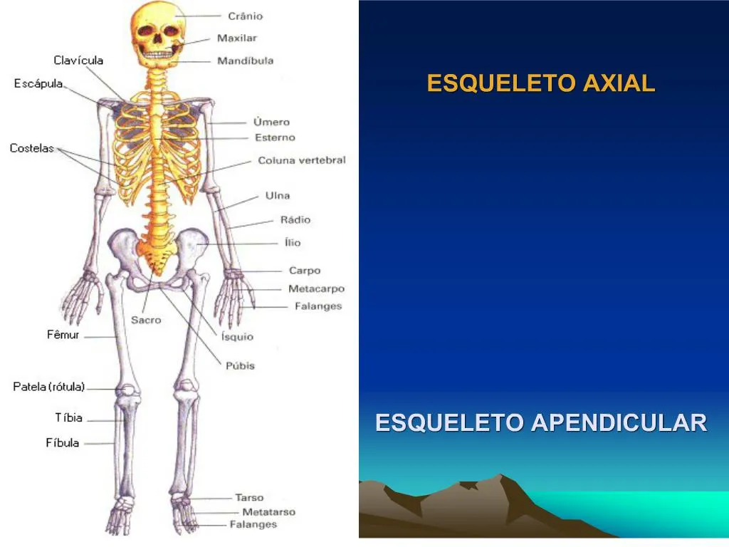 Aprenda Anatomía Del Esqueleto Esqueleto Axial arnoticias tv