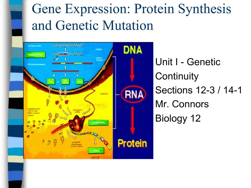 Ppt Gene Expression Protein Synthesis And Genetic Mutation