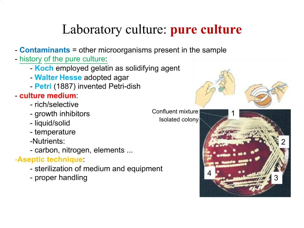 PPT Laboratory Culture Pure Culture PowerPoint Presentation Free