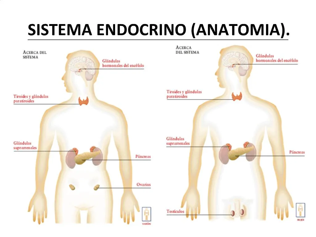 PPT SISTEMA ENDOCRINO ANATOMIA PowerPoint Presentation Free