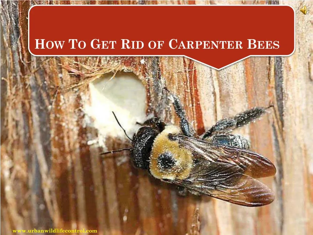 PPT How To Get Rid of Carpenter Bees PowerPoint