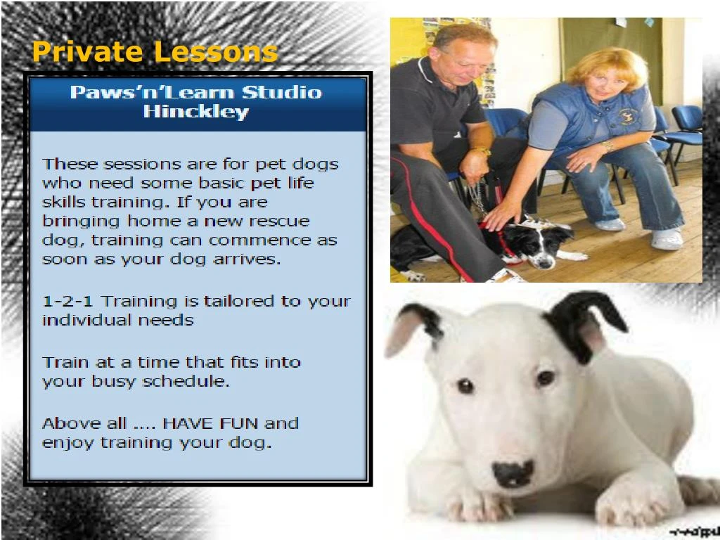 PPT - Dog And Puppy Training Classes in Nuneaton By Paws n ...
