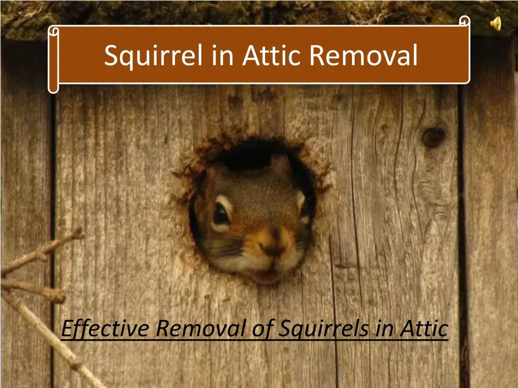 PPT  Squirrels in Attic Removal PowerPoint Presentation  ID:7398149