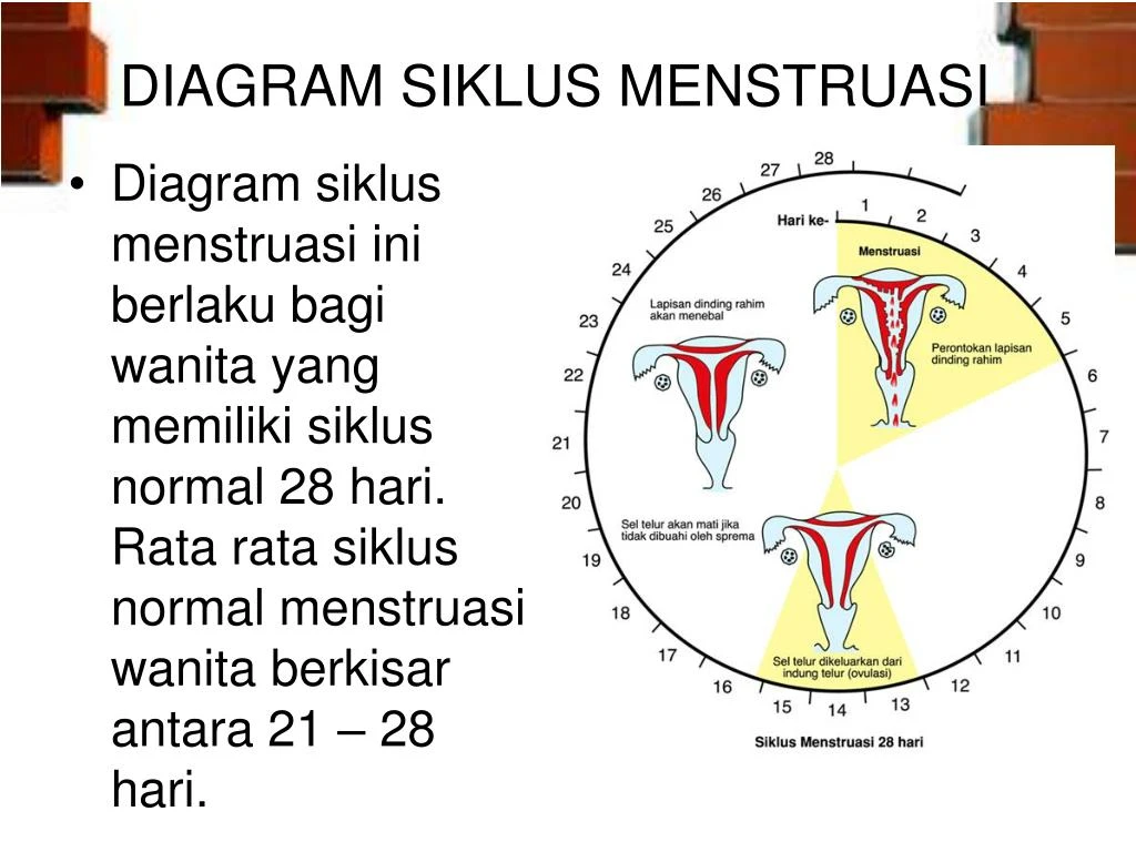 Ppt Sistem Reproduksi Powerpoint Presentation Id 7408373