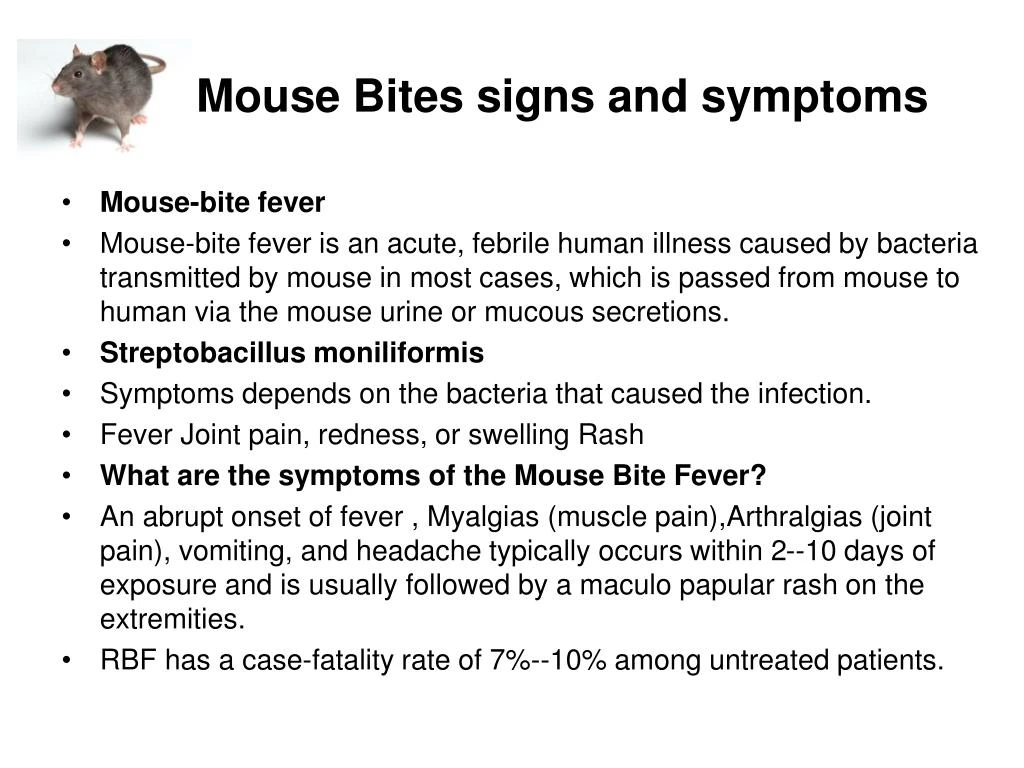 PPT Mouse Pest Control Perth PowerPoint Presentation ID7410126