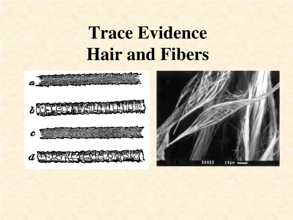 Ppt Trace Evidence Hair And Fibers Powerpoint Presentation Free