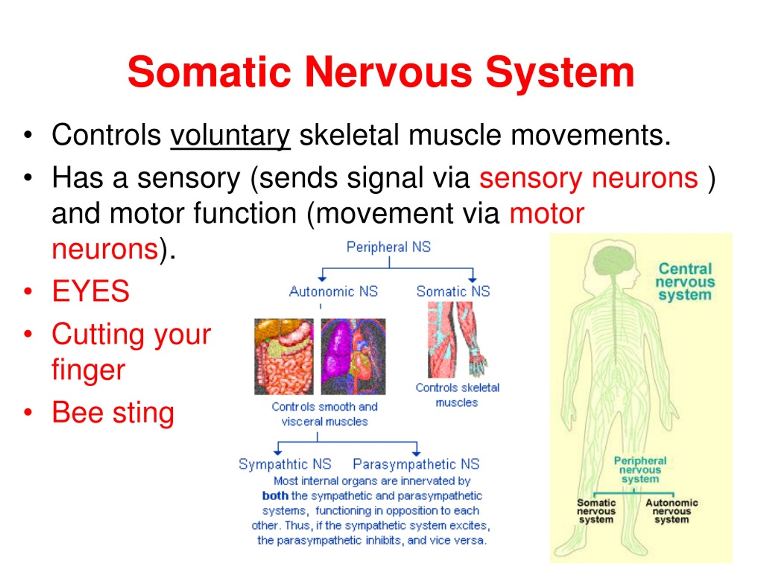 Ppt Brain And Nervous System Ns Powerpoint Presentation Free