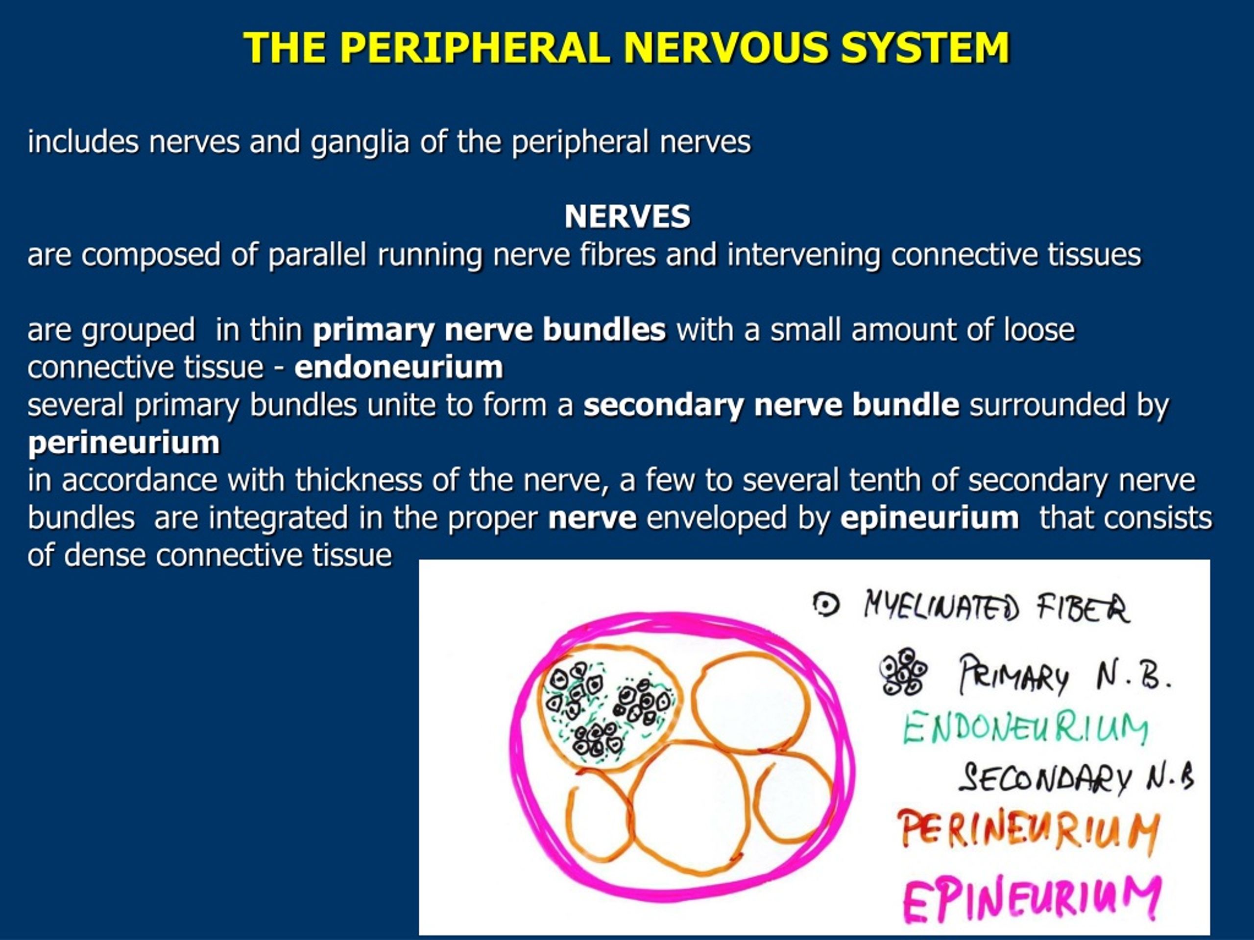 Ppt Microscopic Structure And Development Of The Central And