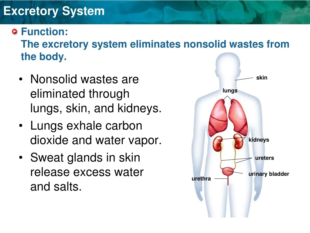 function the excretory system eliminates nonsolid wastes from the body n.