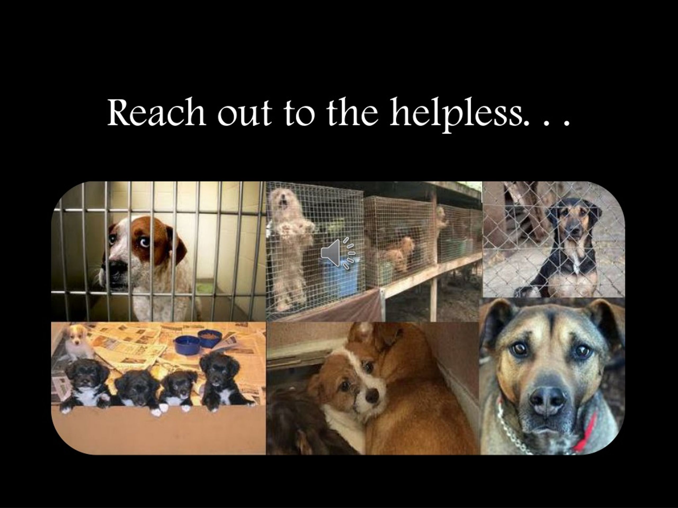 PPT - Animal Abuse PSA PowerPoint Presentation, free download - ID:1006908