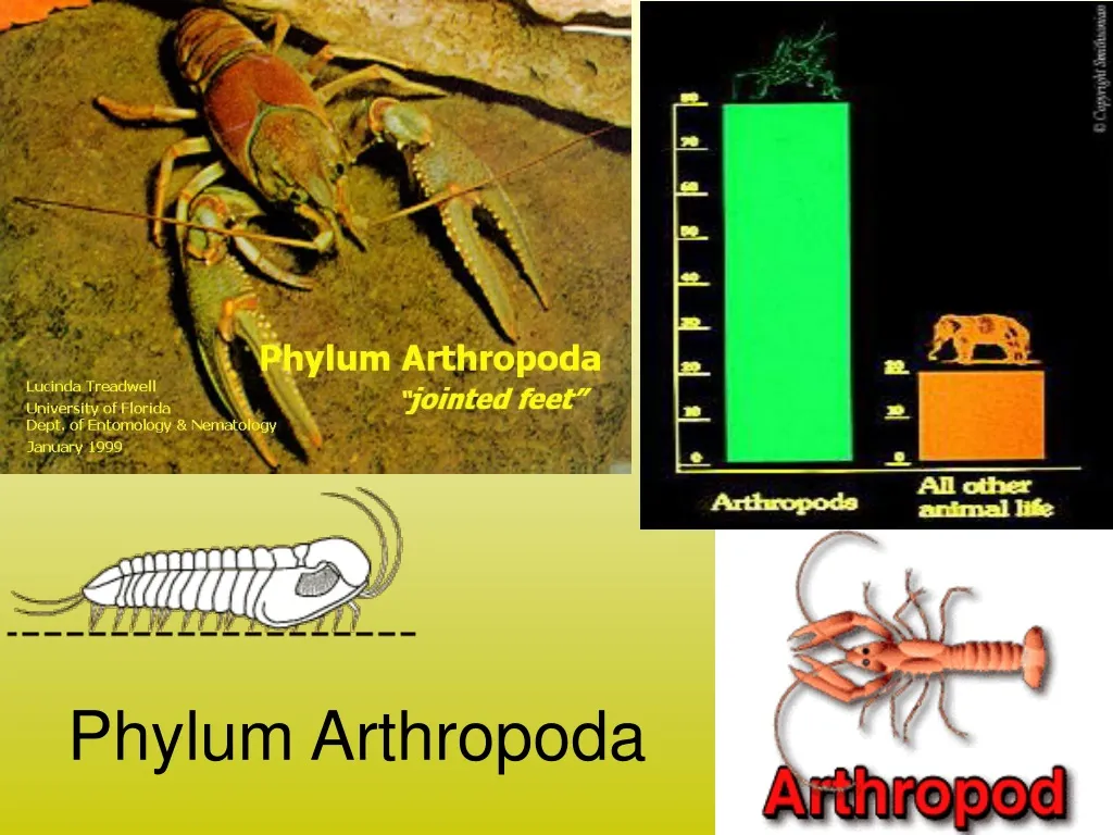 PPT - Phylum Arthropoda PowerPoint Presentation, free download - ID:1009825