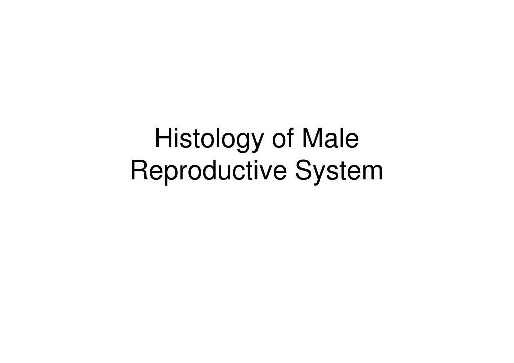 Ppt Histology Of Male Reproductive System Powerpoint Presentation