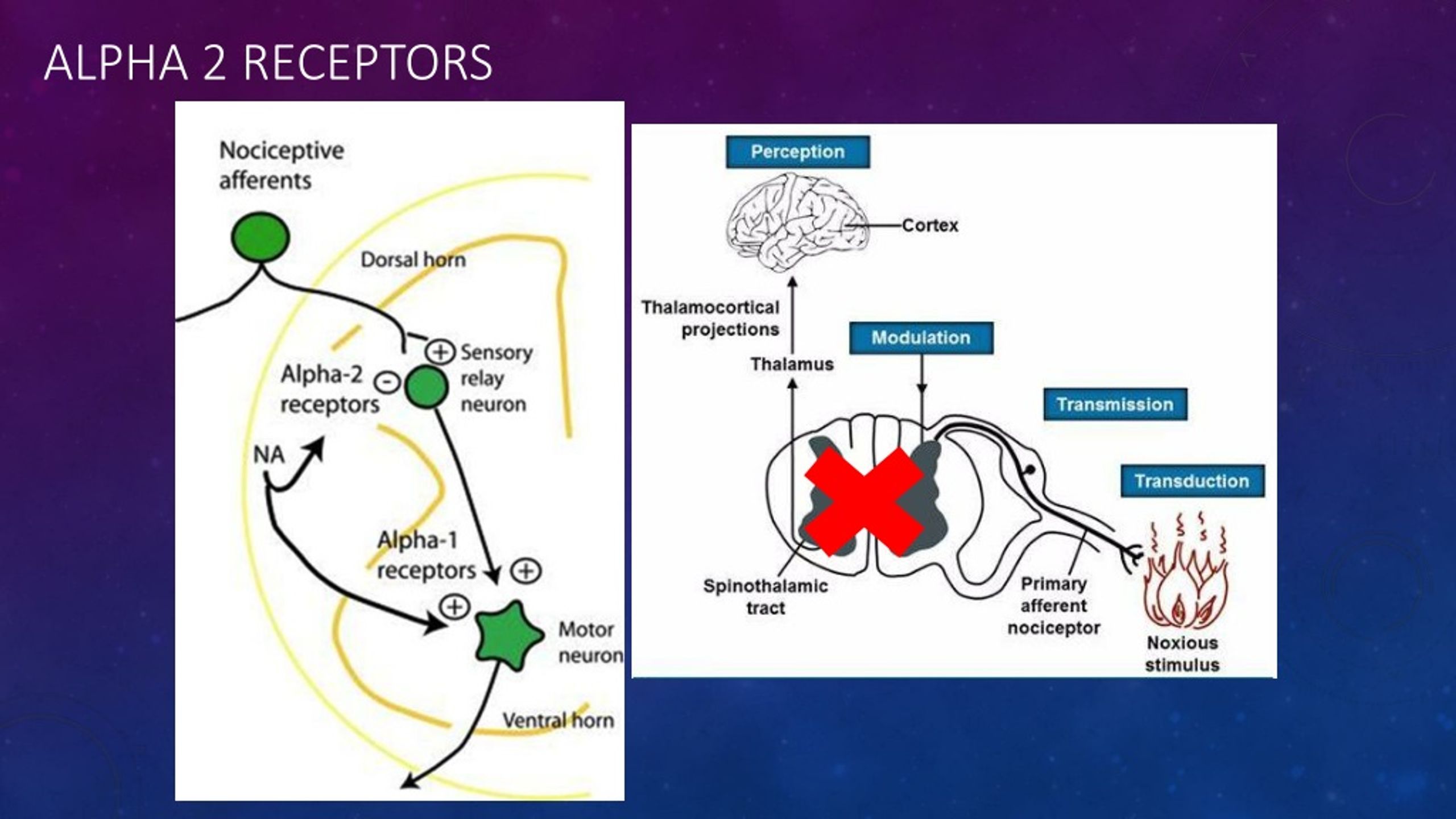 PPT Pediatric Emergence Delirium And The Use Of Precedex PowerPoint 