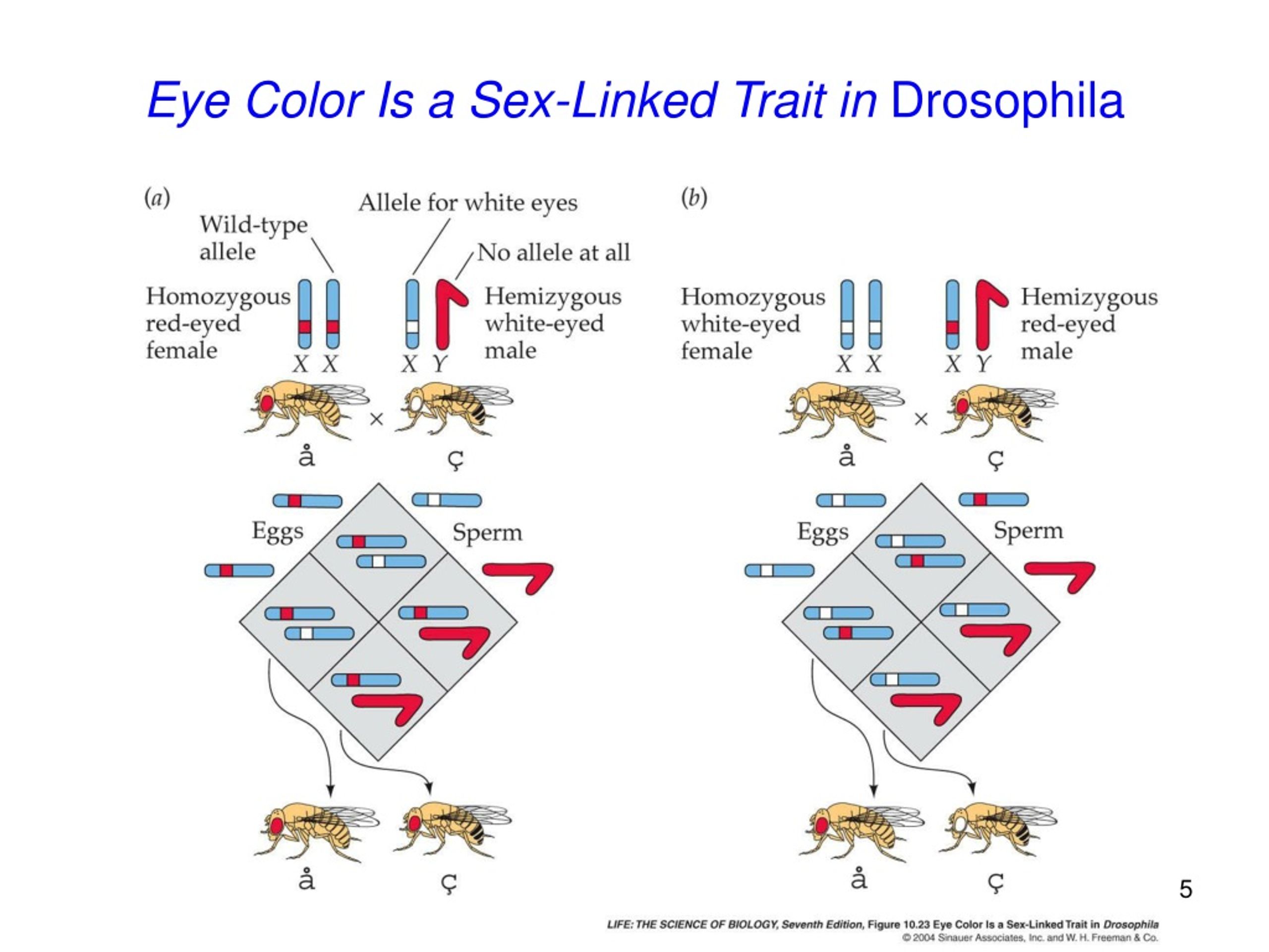 Ppt Chromosomes Mapping And The Meiosis Inheritance Connection