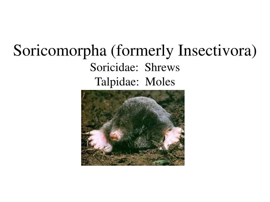 soricomorpha formerly insectivora soricidae shrews talpidae moles n.