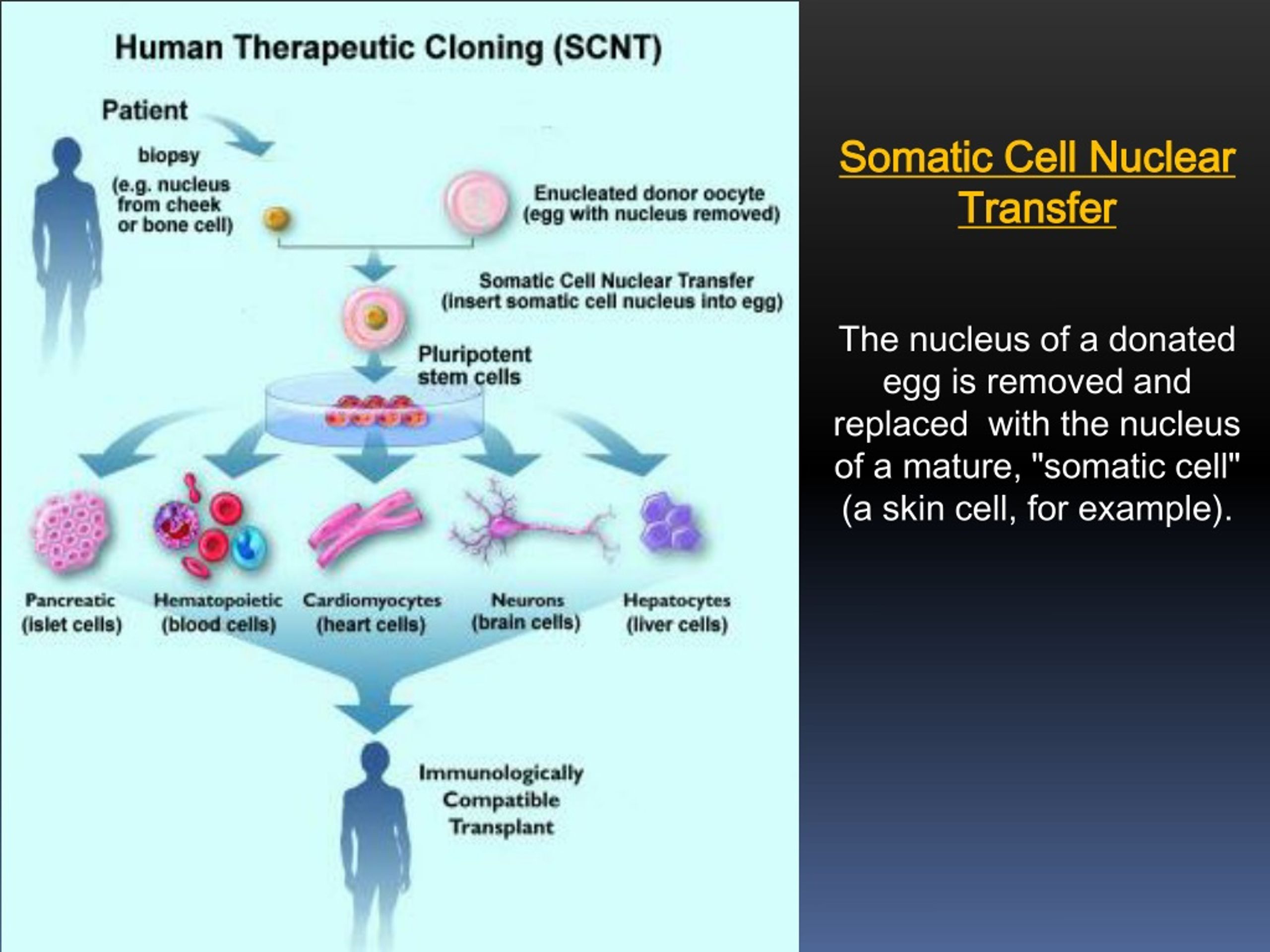 PPT Stem Cells Neurological Disorders Said Ismail Faculty Of 