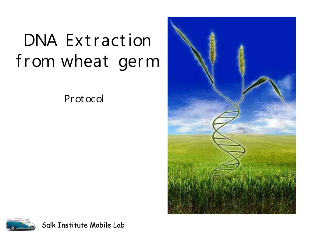 PPT - DNA Extraction From Wheat Germ PowerPoint Presentation, Free ...