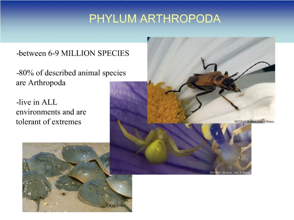 PPT - PHYLUM ARTHROPODA PowerPoint Presentation, Free Download - ID:1039569