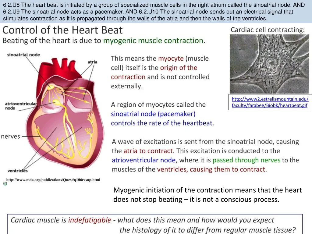 PPT - Http ://www2.estrellamountain/faculty/farabee/Biobk/ Heartbeat ...