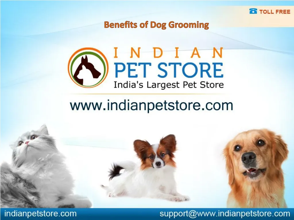 benefits of dog grooming n.