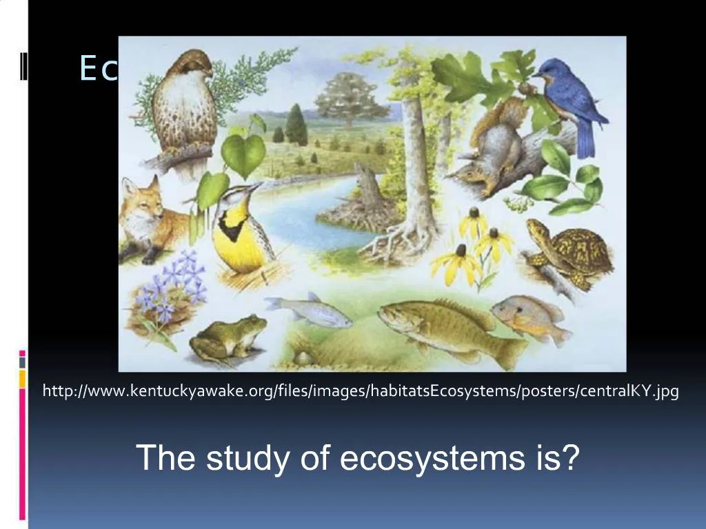 PPT - Ecology: PowerPoint Presentation, Free Download - ID:1066474