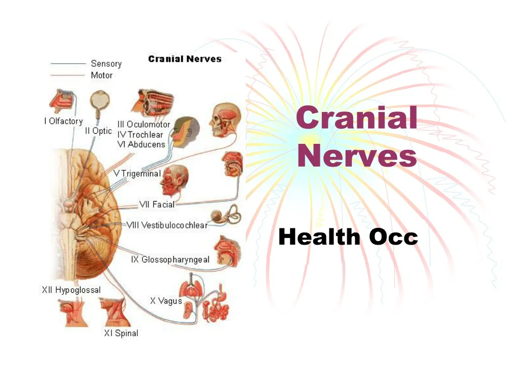cranial nerves n.