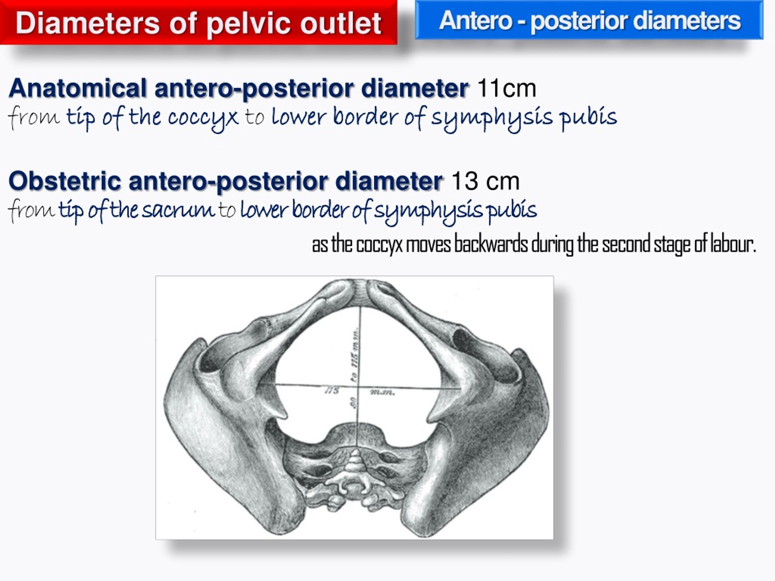 Ppt Pelvis Powerpoint Presentation Free Download Id 1090846