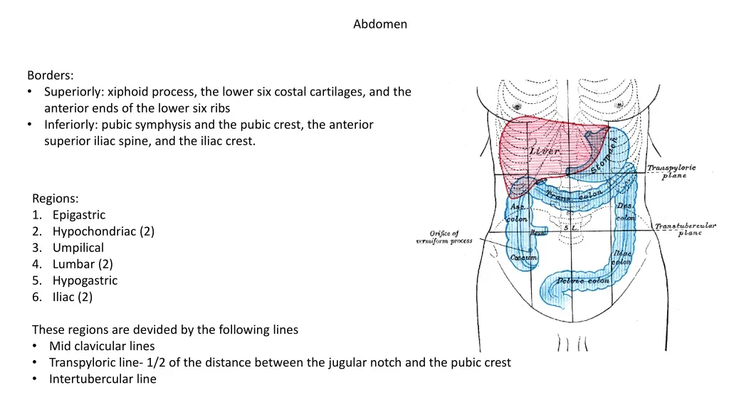 PPT - Abdomen PowerPoint Presentation, Free Download - ID:1092562