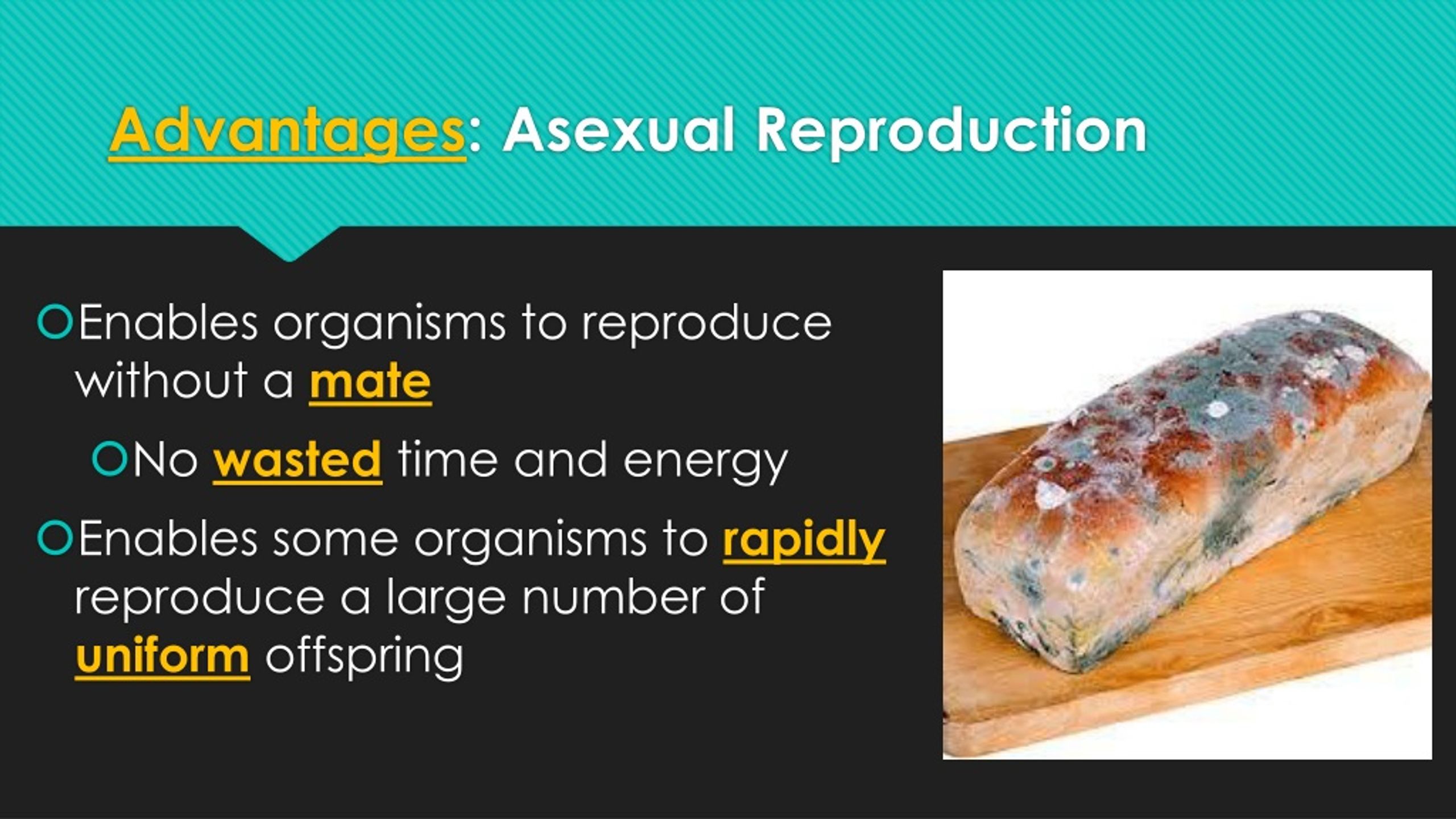 Ppt Sexual Vs Asexual Reproduction Powerpoint Presentation Free Download Id1095602