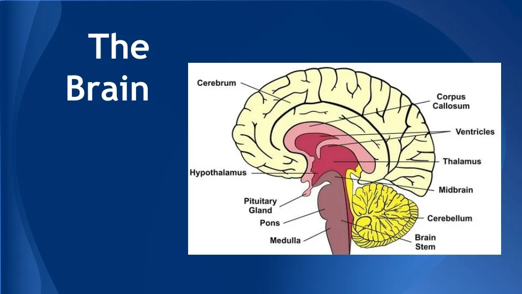 PPT - The Brain PowerPoint Presentation, free download - ID:1096421