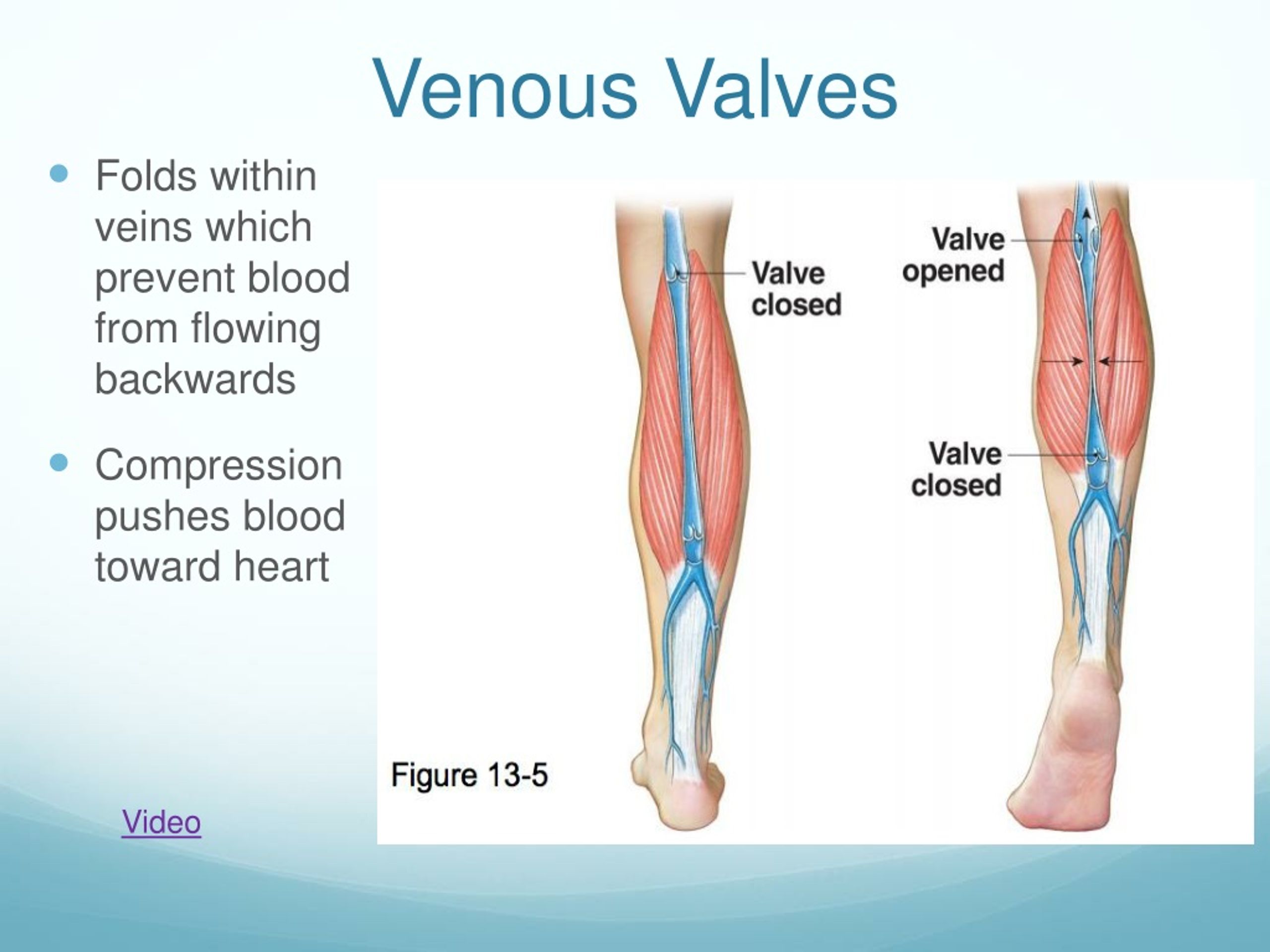 PPT Blood Vessels and Circulation EQ How does blood flow throughout