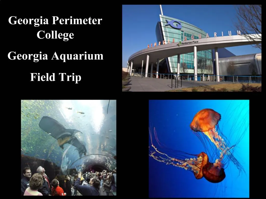 PPT Perimeter College Aquarium Field Trip PowerPoint