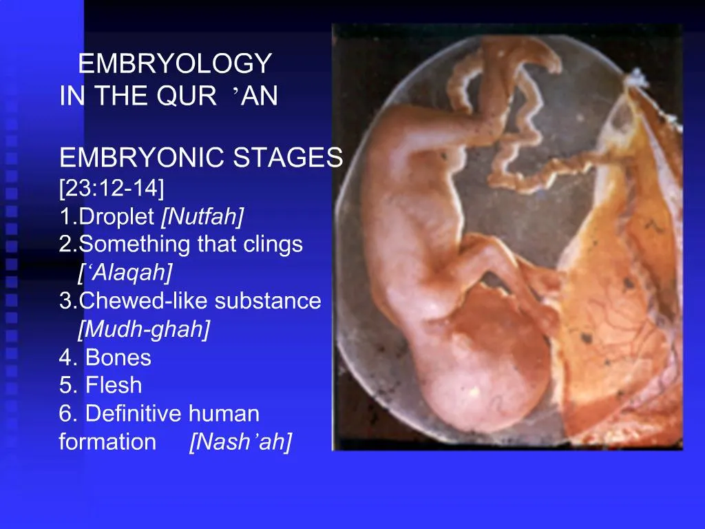 PPT - EMBRYOLOGY IN THE QUR AN EMBRYONIC STAGES [23:12-14] 1.Droplet ...