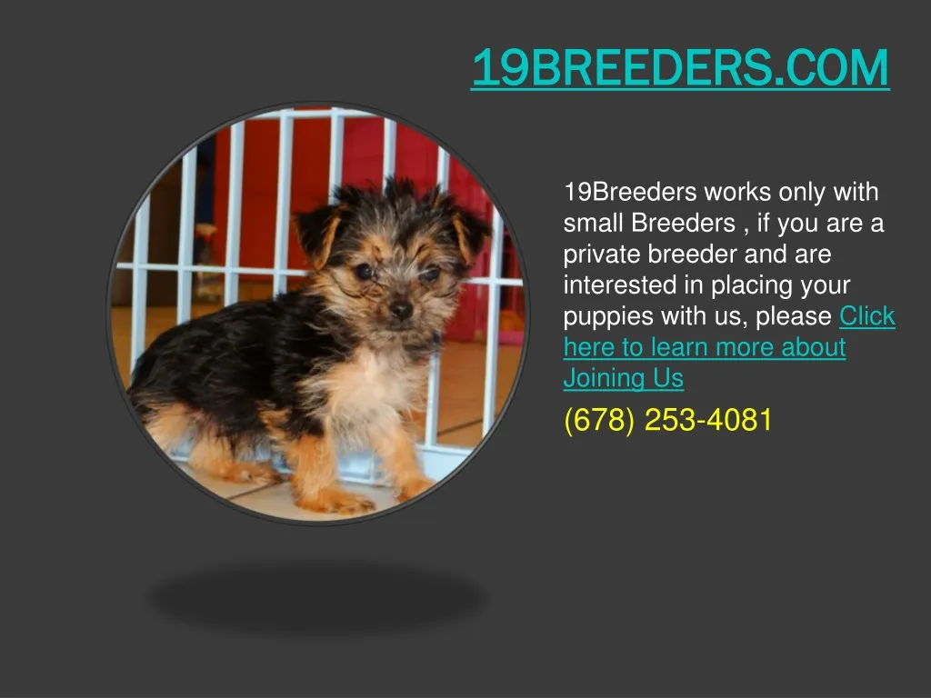 19breeders com n.