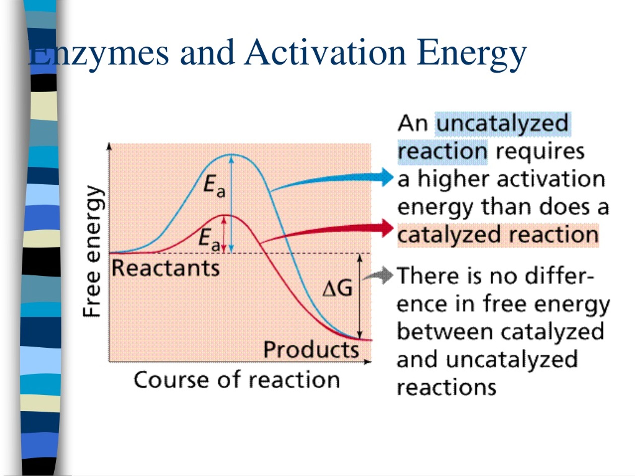 PPT Metabolism PowerPoint Presentation, free download ID1153506