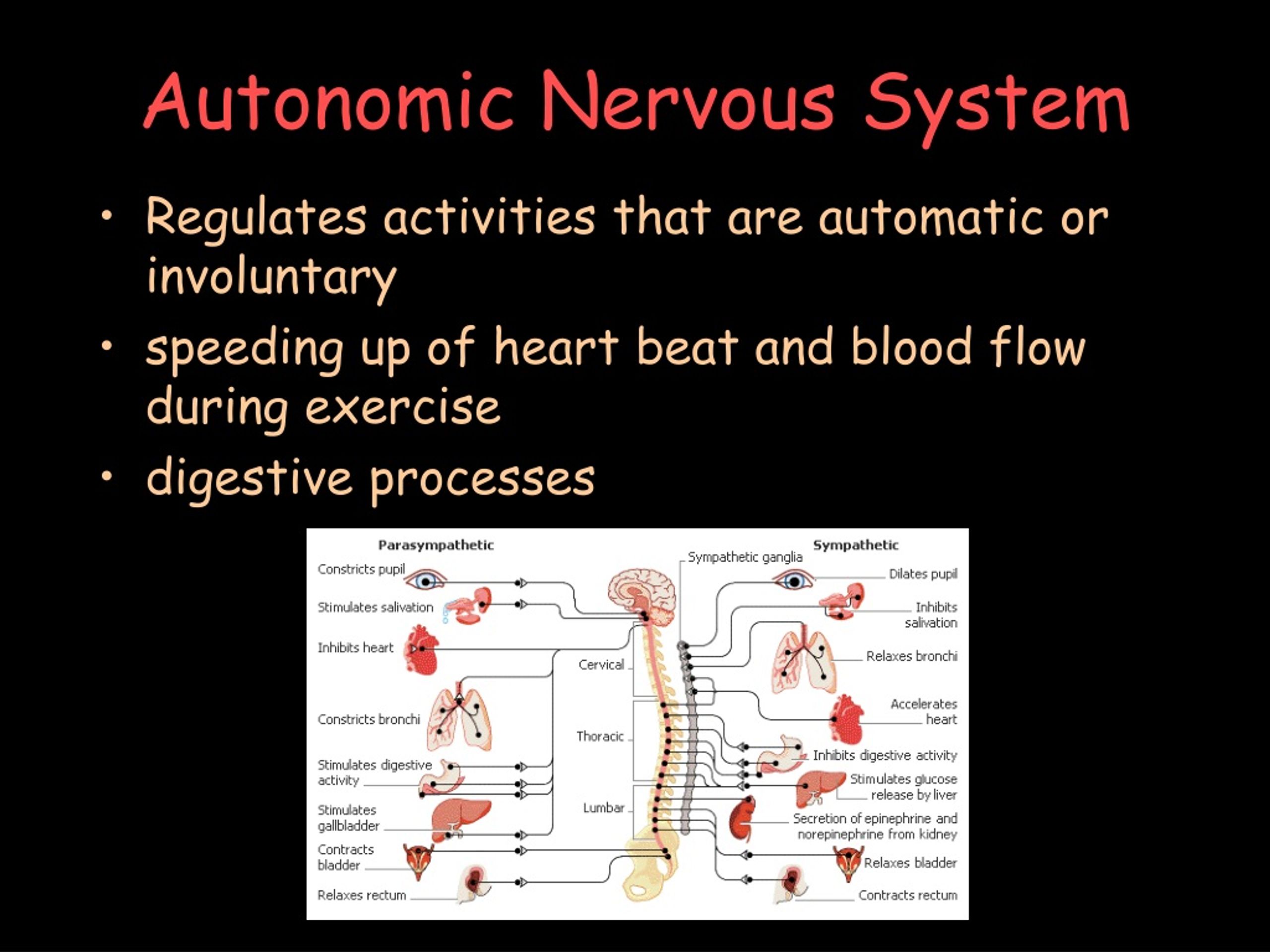 Ppt - Organization Of The Body And The Nervous System Powerpoint 