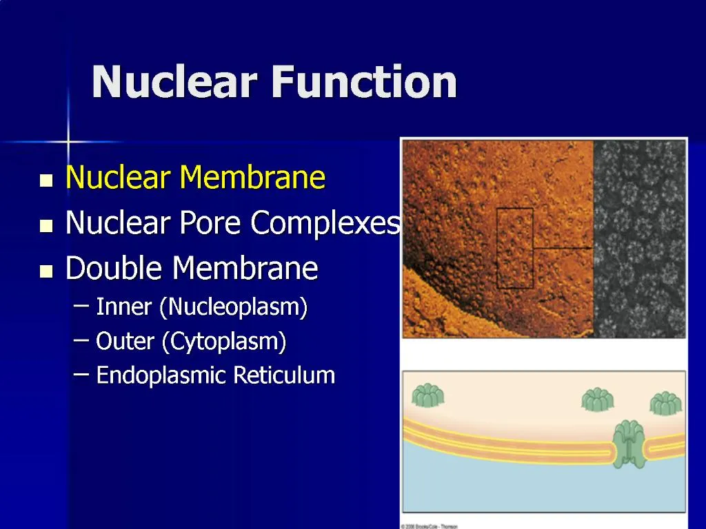 PPT - Nuclear Function PowerPoint Presentation, free download - ID:1174891