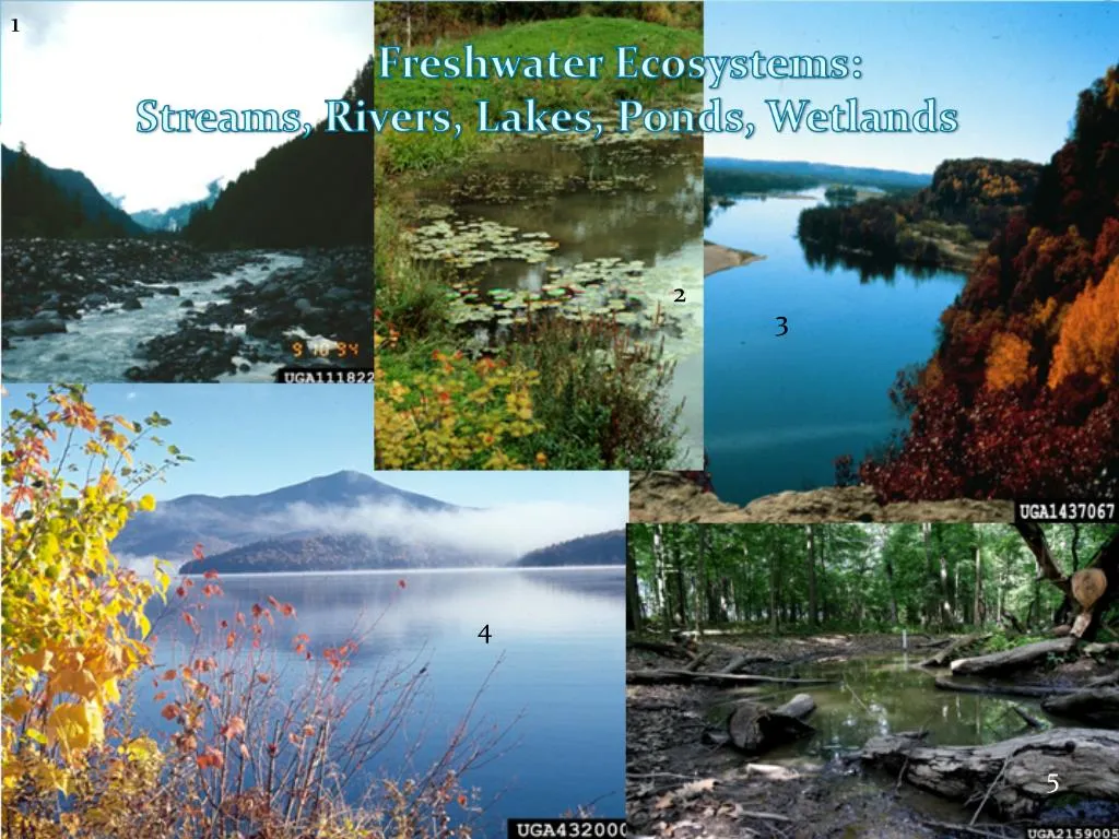 PPT - Freshwater Ecosystems: Streams, Rivers, Lakes, Ponds, Wetlands ...