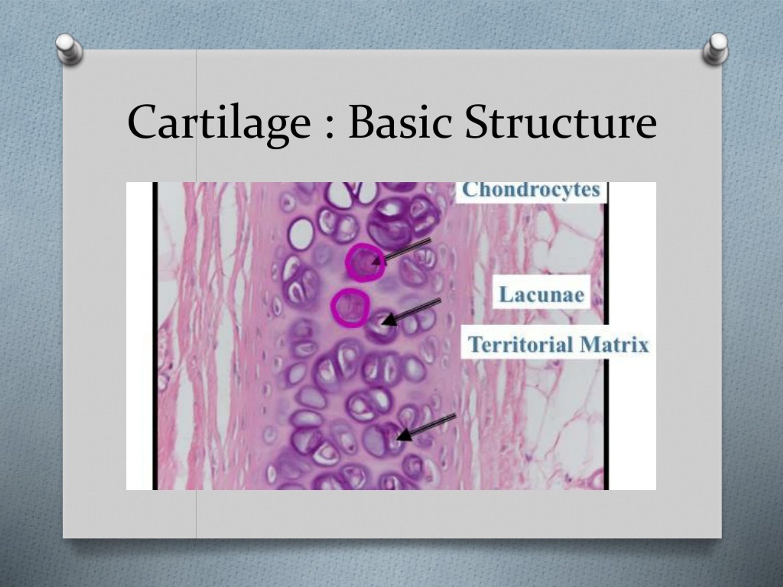 PPT - Histology Cartilage & Bone PowerPoint Presentation, Free Download ...