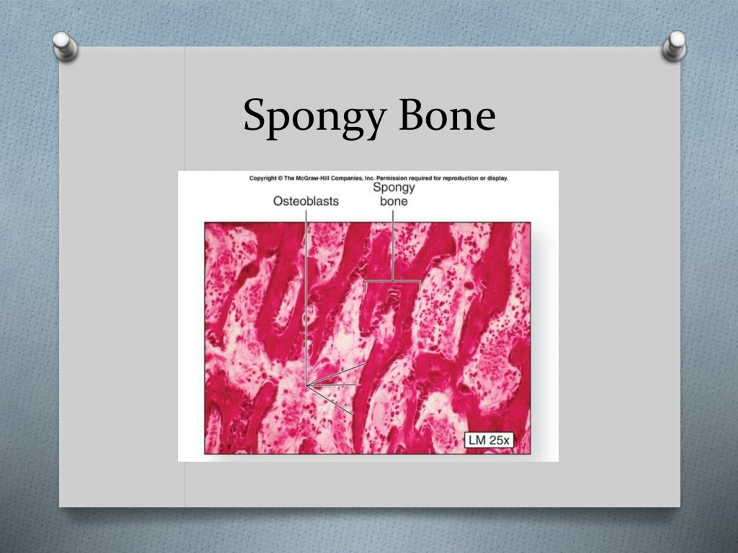 PPT - Histology Cartilage & Bone PowerPoint Presentation, free download ...