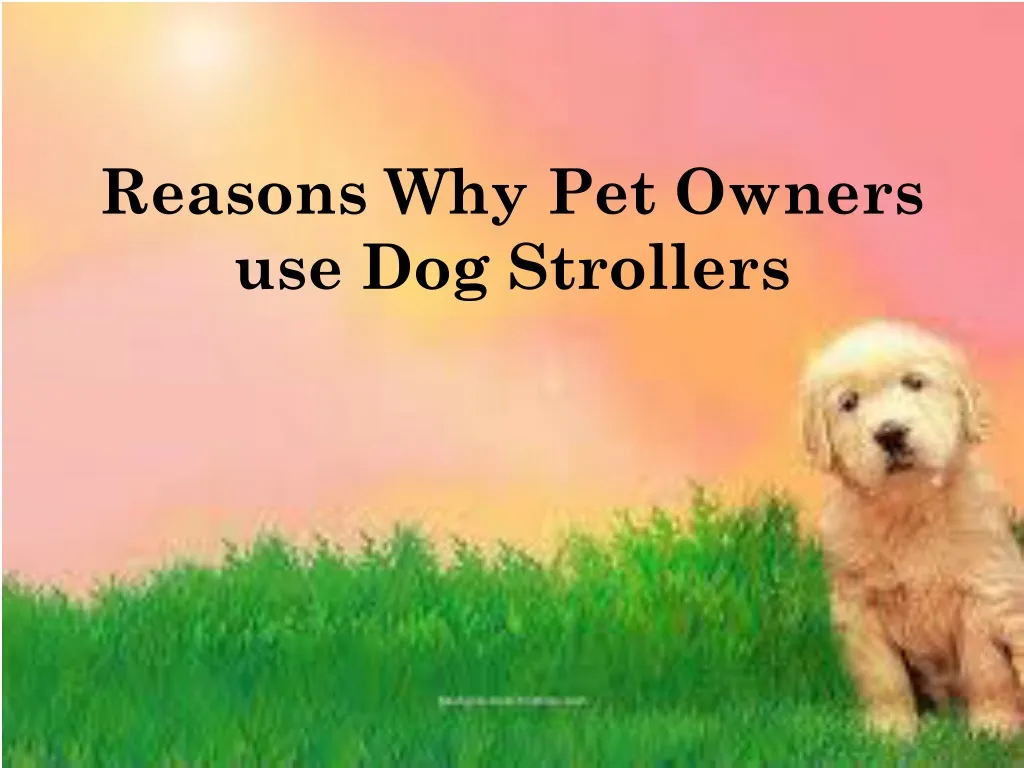 reasons why pet owners use dog strollers n.