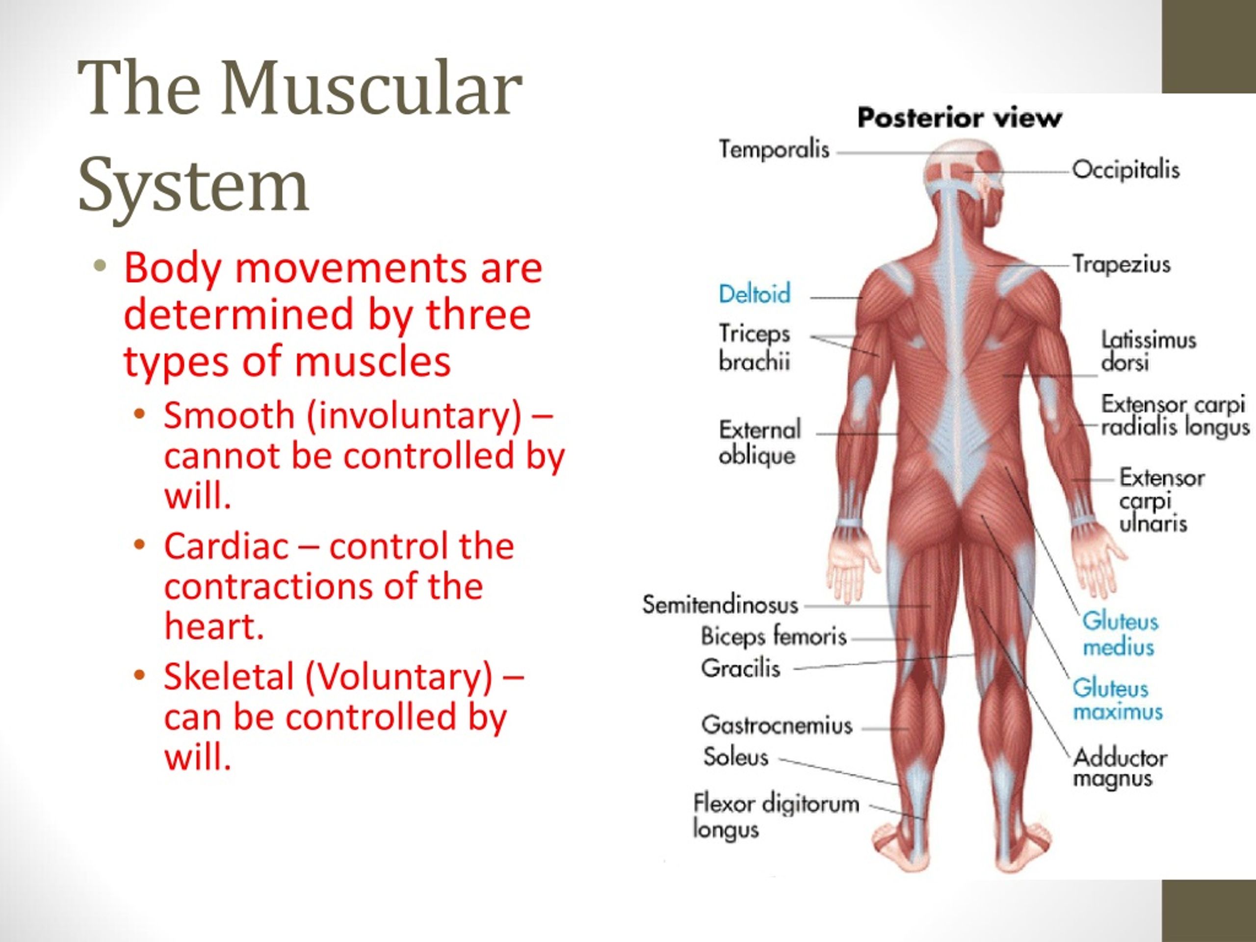 the muscular system presentation