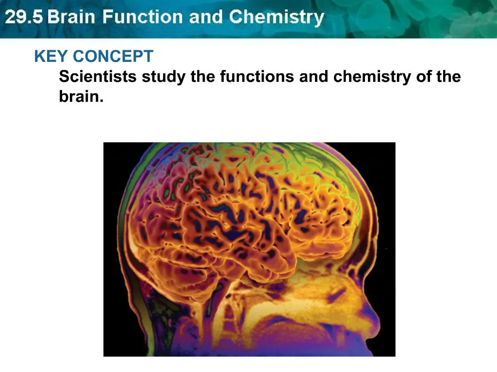 what are 2 ways that scientists fgured out which functions correspond to which regions of the brain