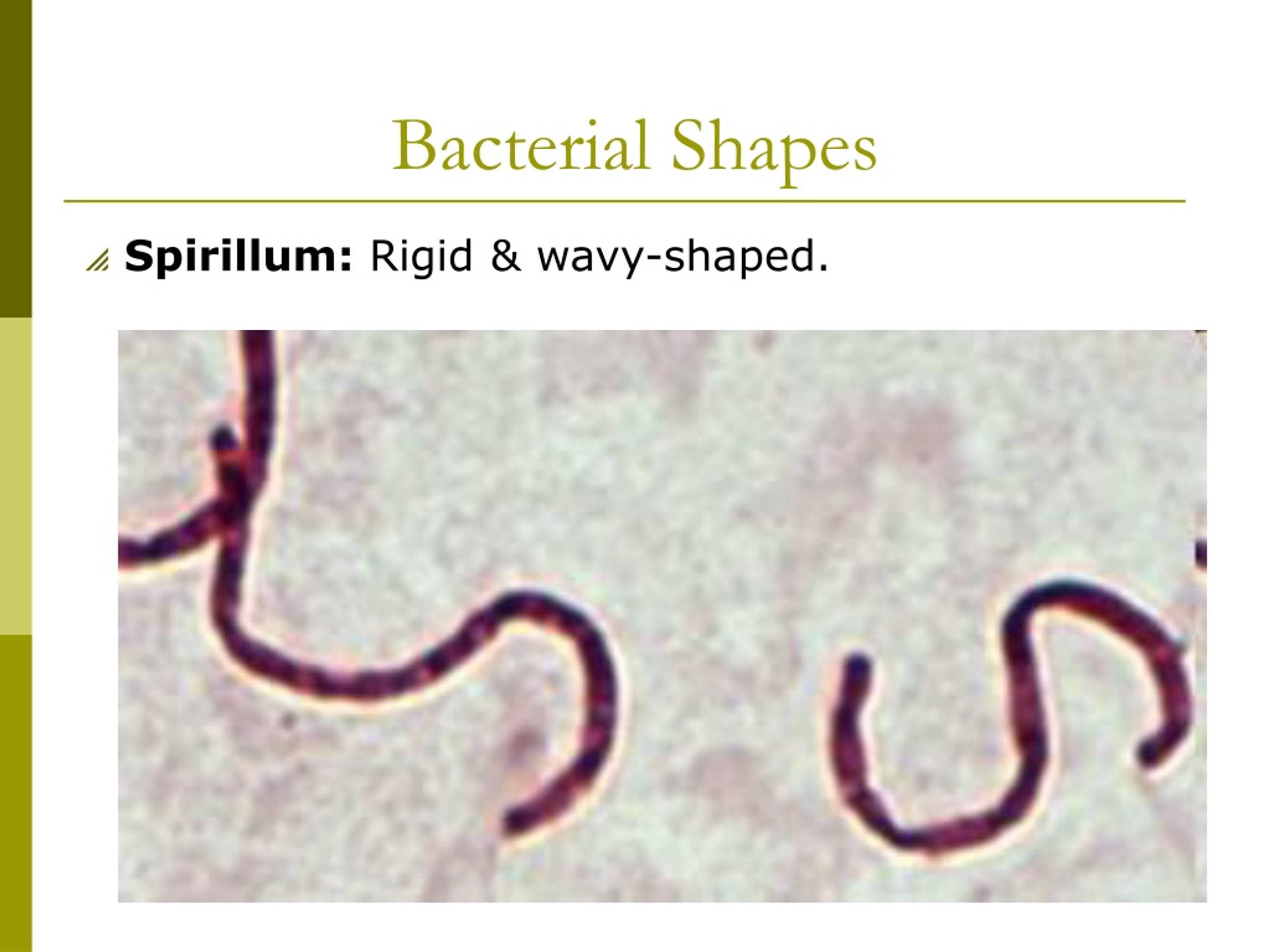 diagrams of bacteria shapes rod shaped