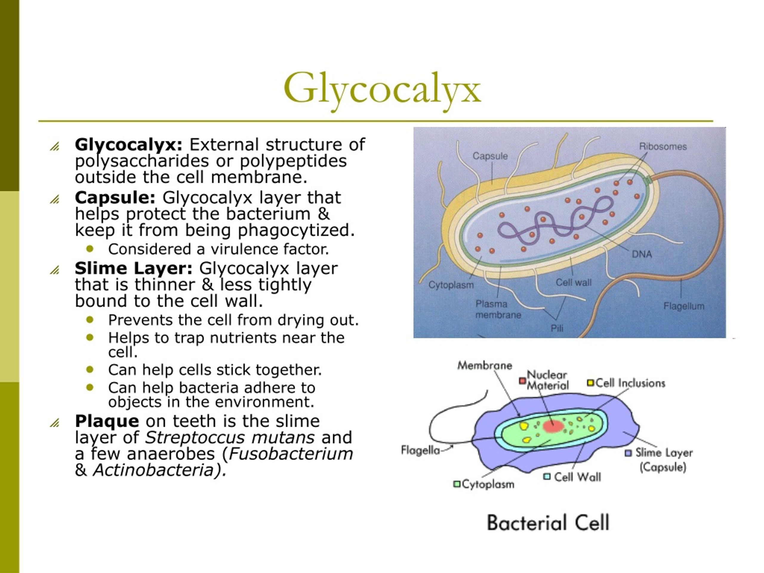 PPT - Prokaryotic Cells PowerPoint Presentation, free download - ID:1211316