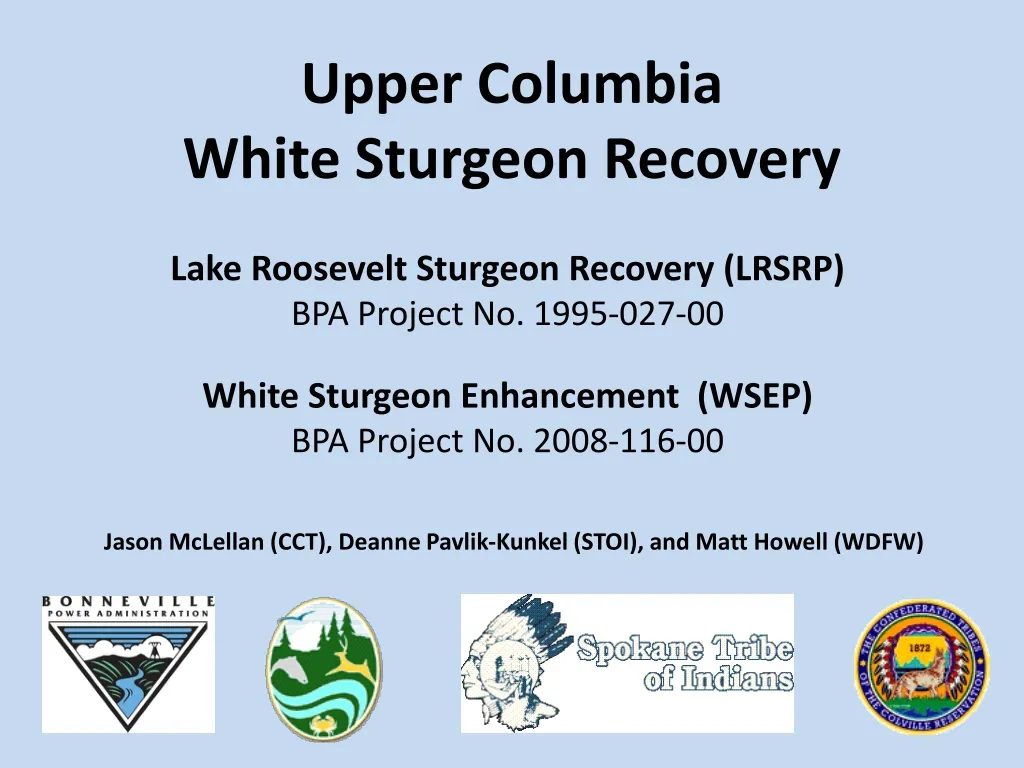 upper columbia white sturgeon recovery n.