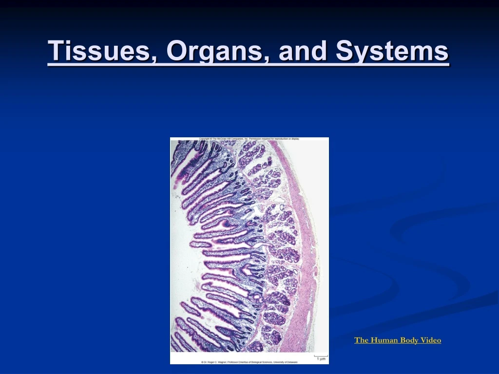 tissues organs and systems n.