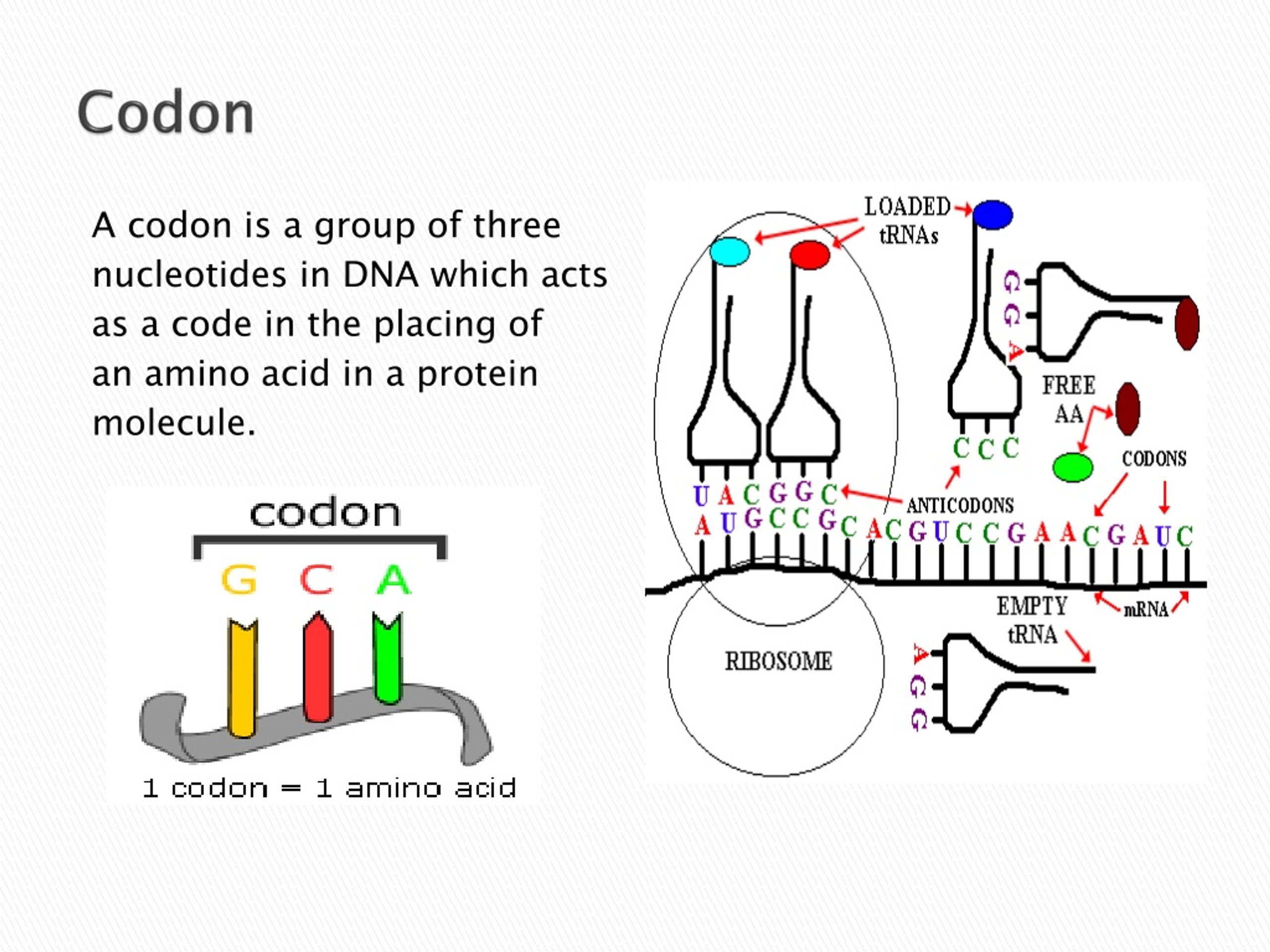 PPT - Microbial Genetics PowerPoint Presentation, free download - ID ...