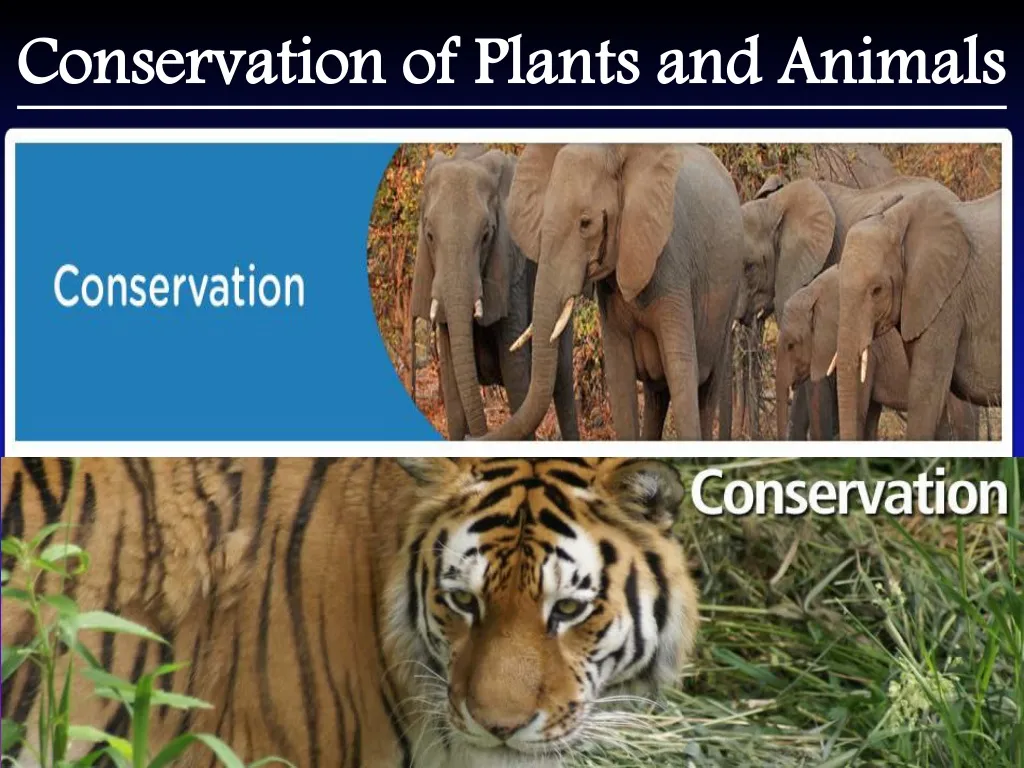 PPT - Conservation of Plants and Animals PowerPoint Presentation, free  download - ID:1225078