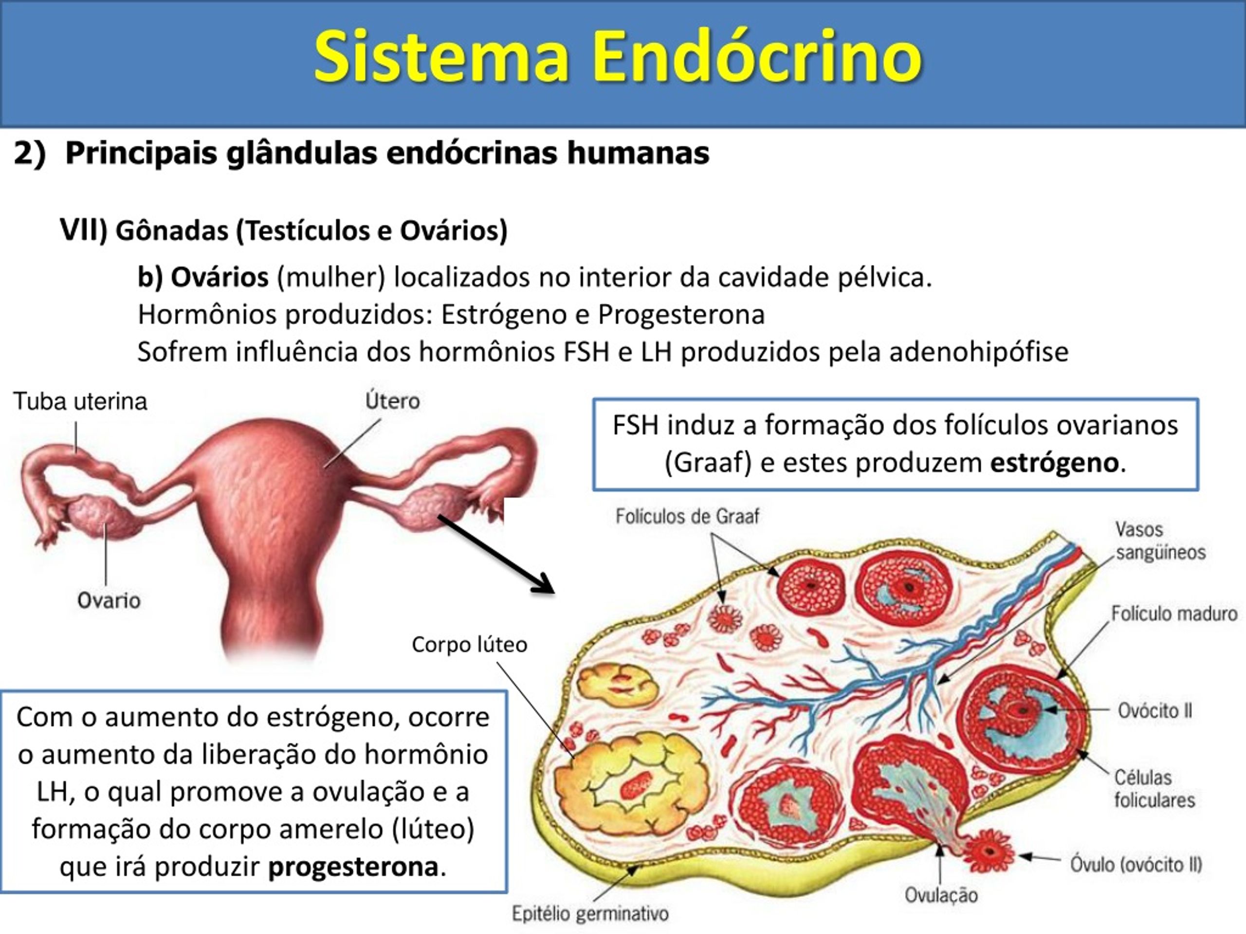 PPT - Aula Sistema Endocrino PowerPoint Presentation, Free Download ...